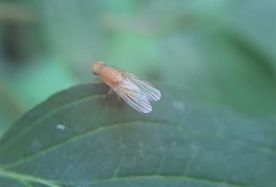 Lauxaniidae - pudvalegyek