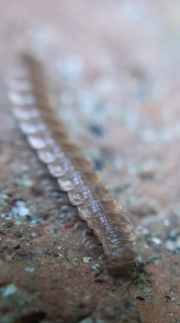 Polydesmus