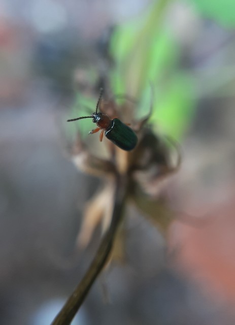 Oulema melanopus/duftschmidi