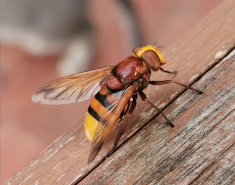 Volucella zonaria - kétöves pihelégy