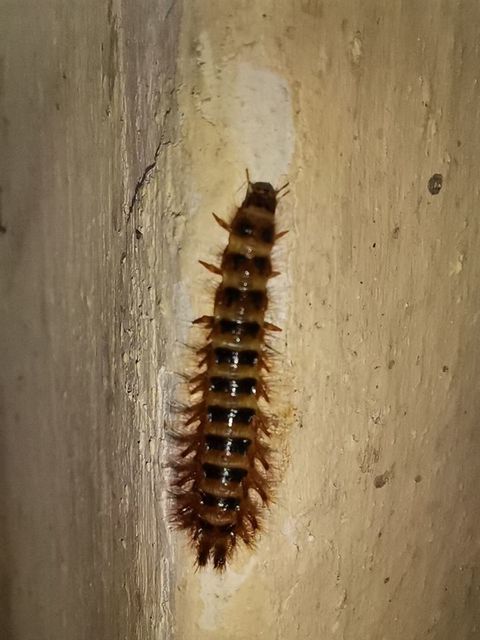 Drilus concolor - fekete csigabogár