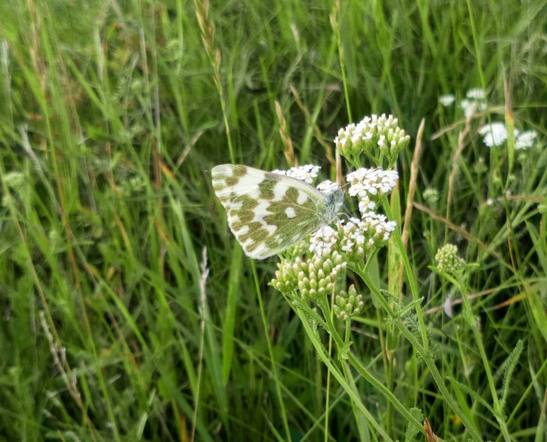 Pontia edusa - rezedalepke