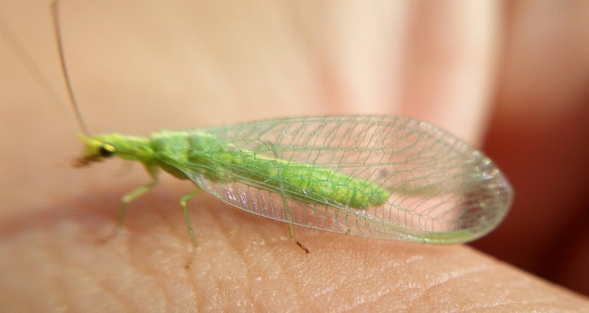 Chrysoperla