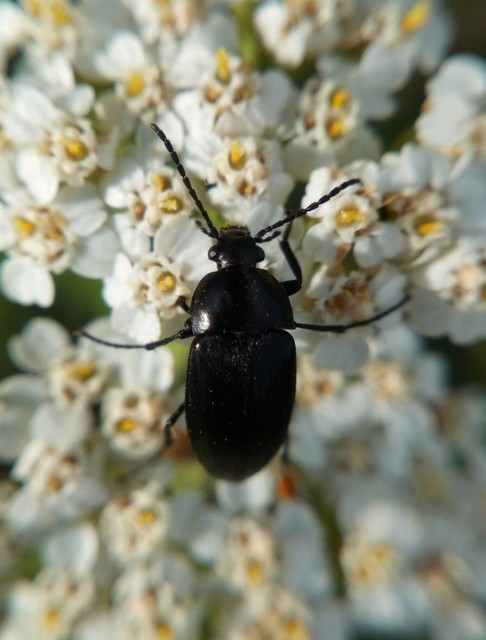 Podonta nigrita - szerecsenbogár