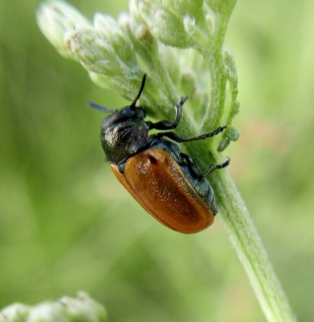 Labidostomis Labidostomis