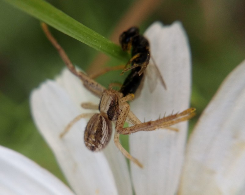 Spiracme striatipes - csíkoslábú karolópók