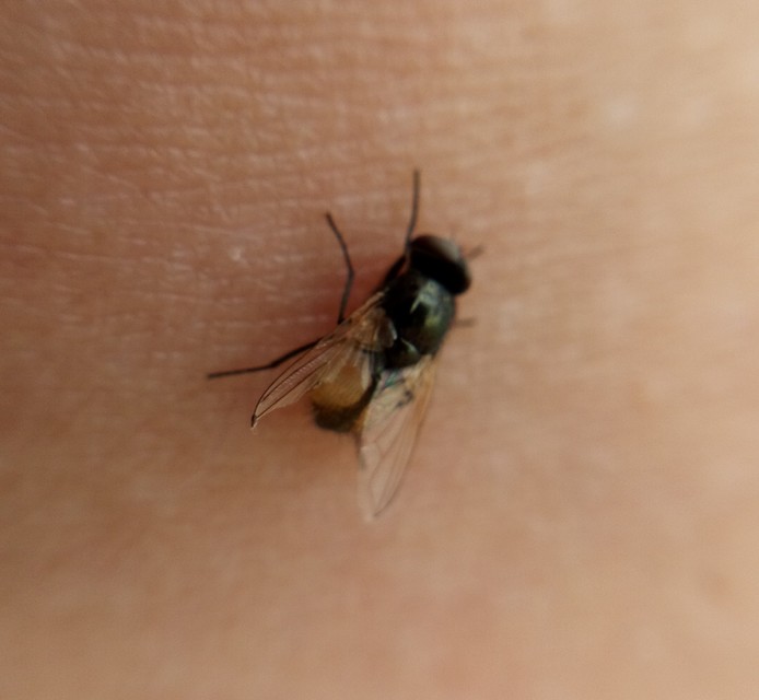 Musca osiris