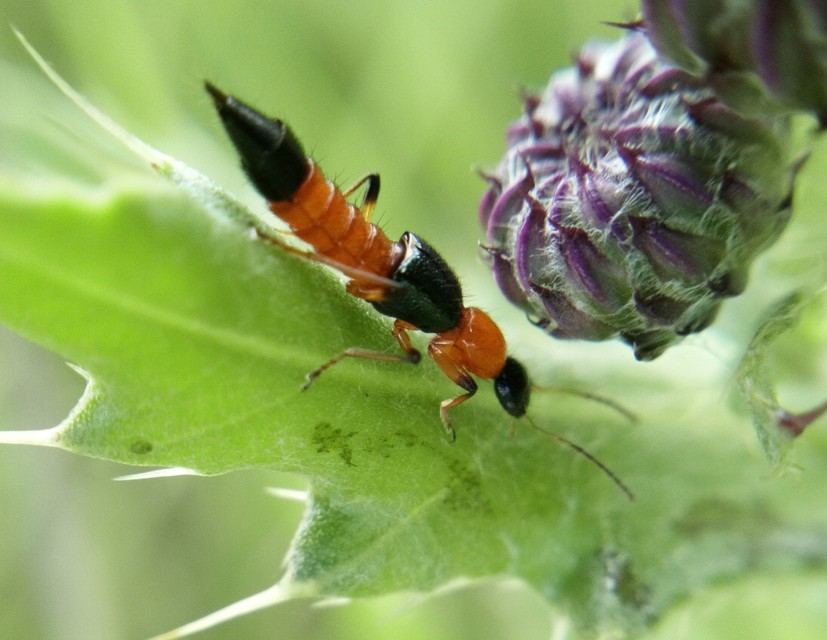 Paederus