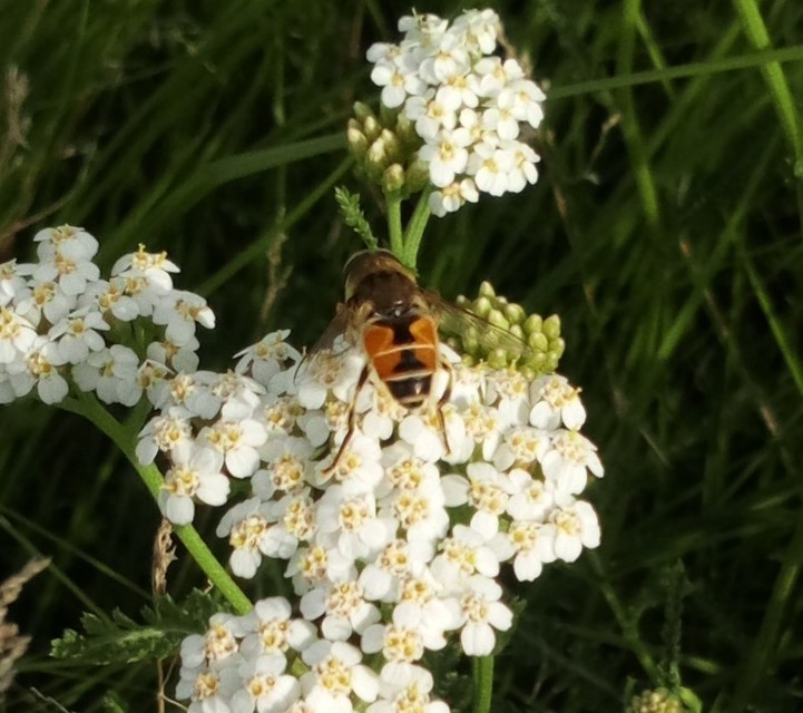 Eristalis arbustorum - fehérarcú herelégy