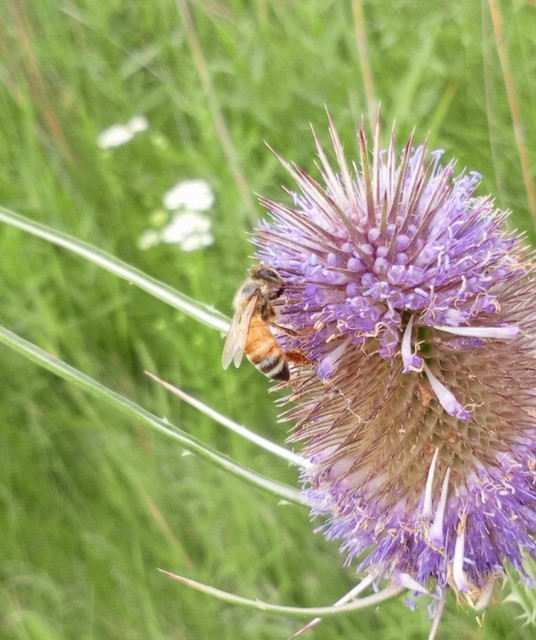 Apis mellifera - háziméh
