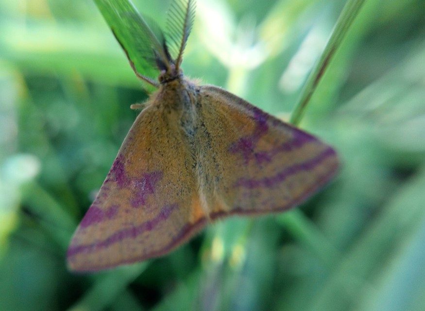 Lythria purpuraria - bíborsávos araszoló