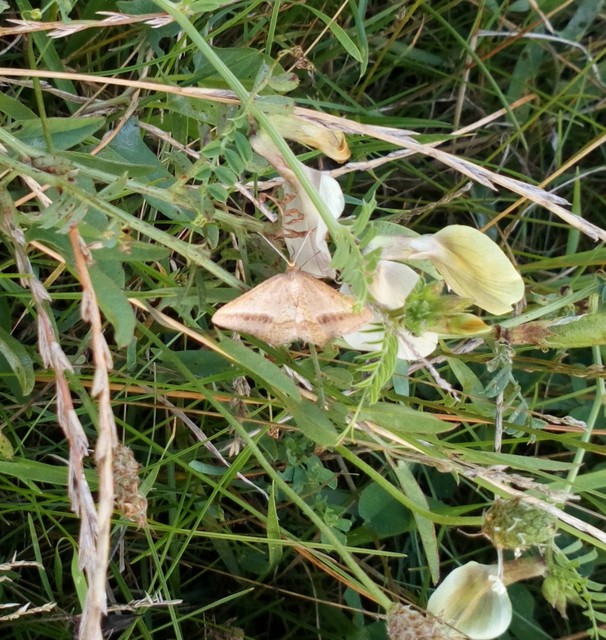Tephrina arenacearia - lucerna-araszoló