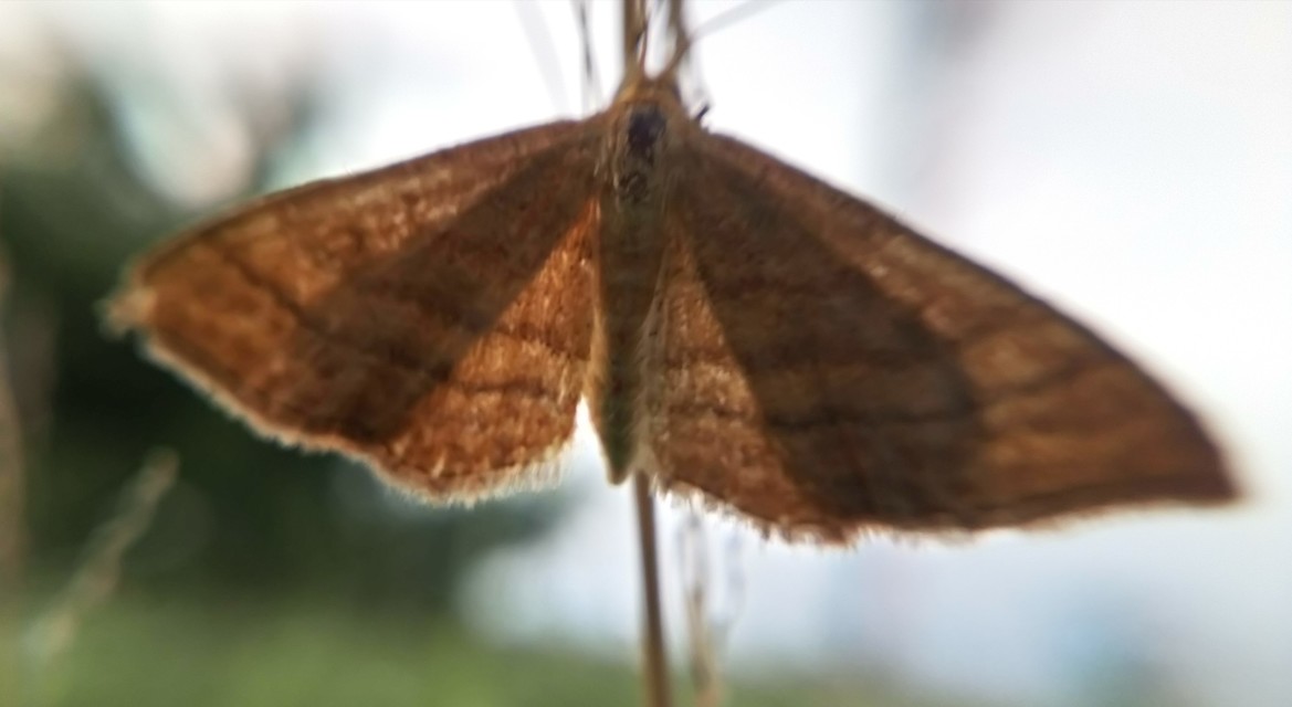 Scopula rubiginata - réti pirosaraszoló