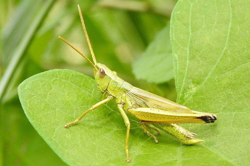 Chrysochraon dispar - aranyos sáska