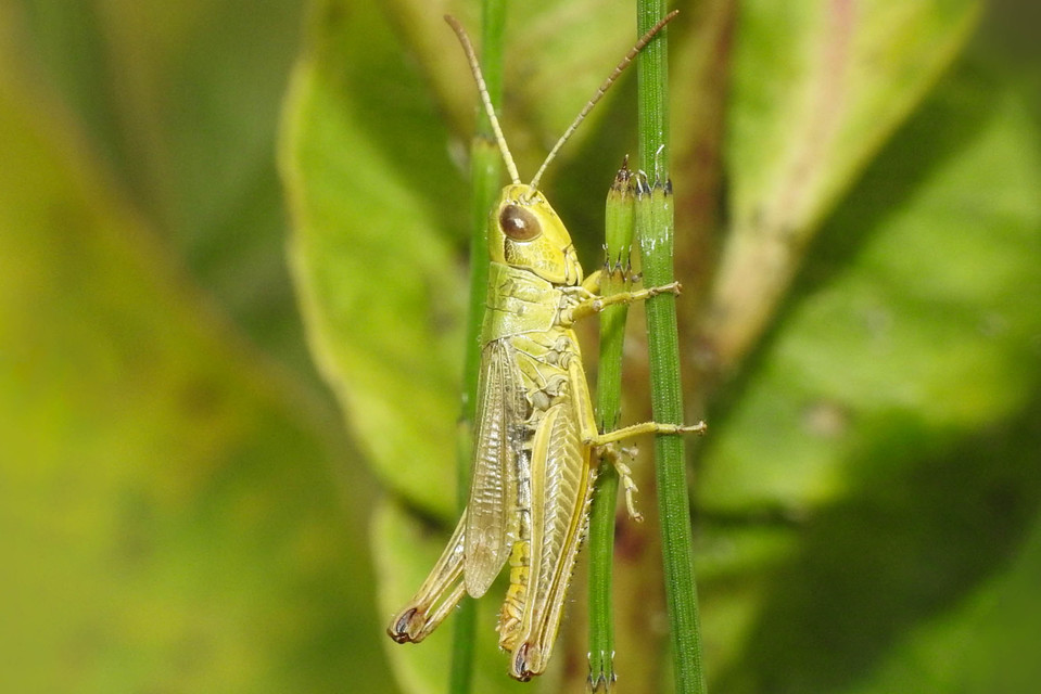 Pseudochorthippus parallelus - közönséges rétisáska