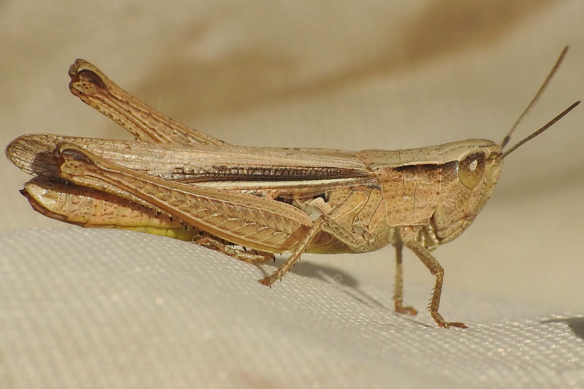 Chorthippus oschei pusztaensis - pusztai rétisáska