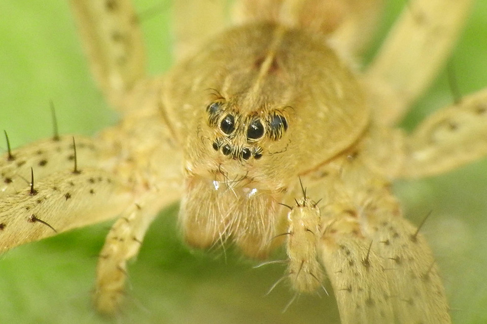 Dolomedes plantarius/fimbriatus
