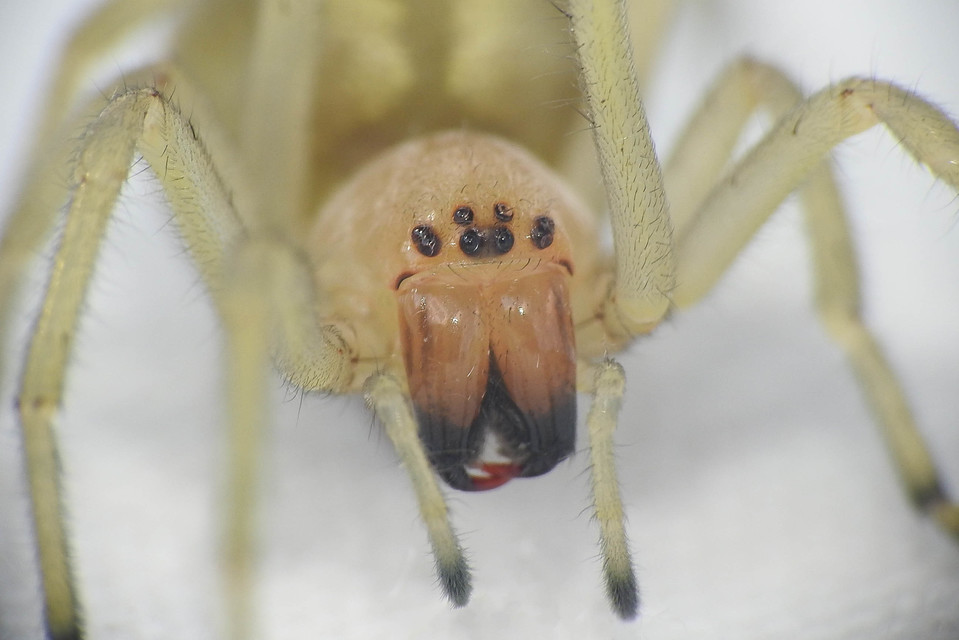 Cheiracanthium punctorium - mérges dajkapók