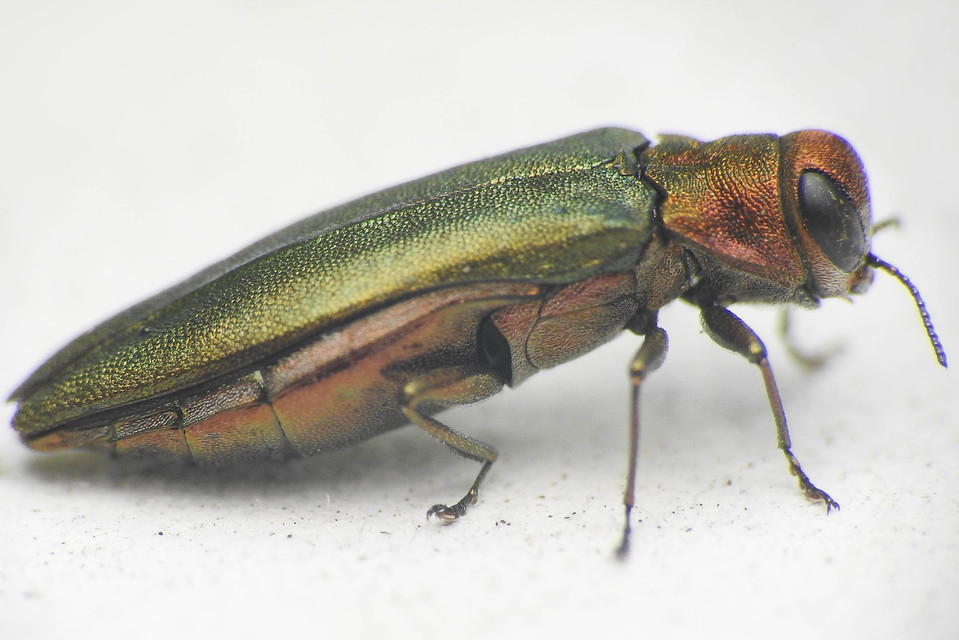 Agrilus viridis - változékony karcsúdíszbogár
