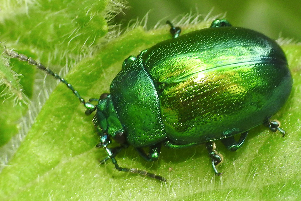 Chrysolina herbacea - zöld mentalevelész