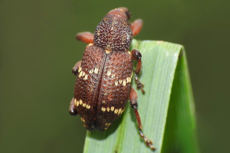Hylobius transversovittatus - füzény-fenyvesormányos