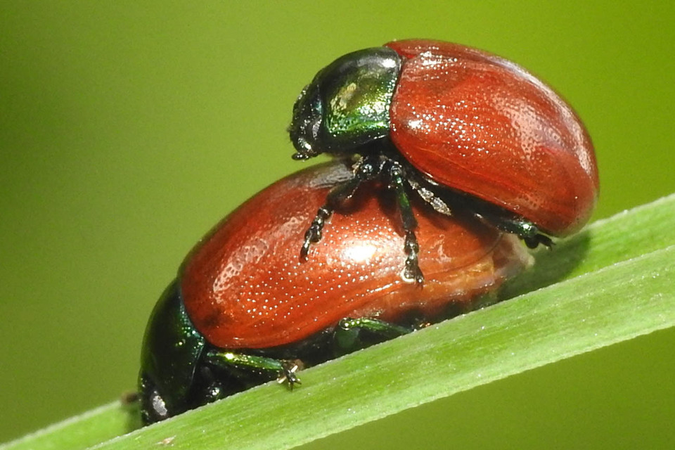 Chrysolina polita - réti mentalevelész Chrysolina polita - réti mentalevelész