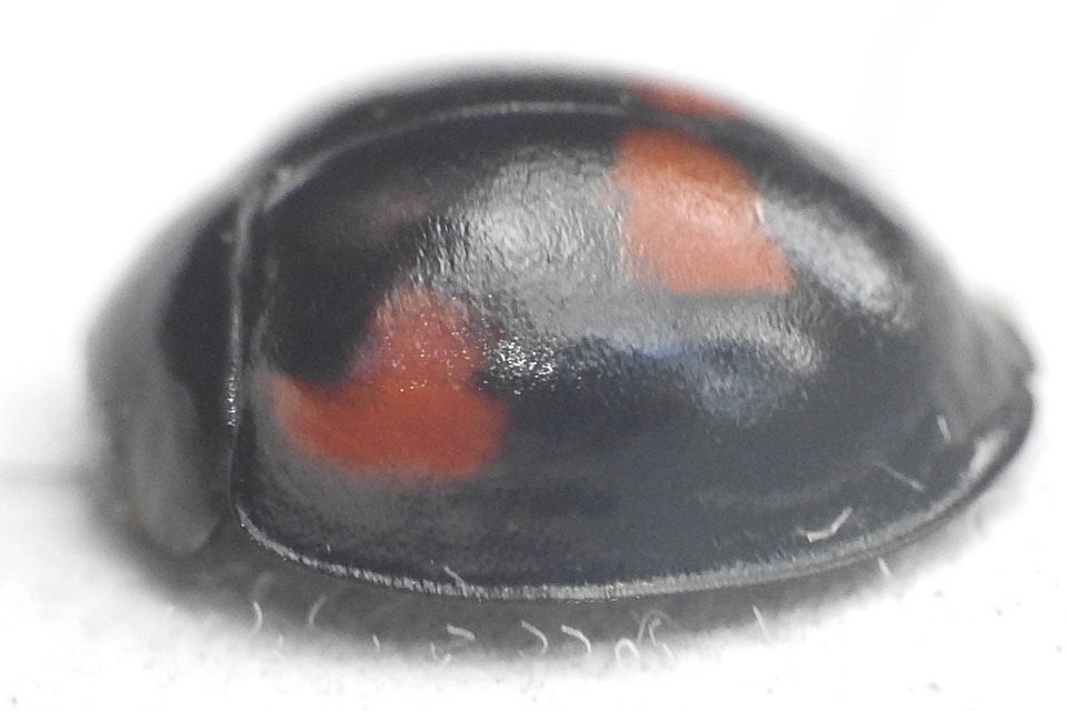 Exochomus quadripustulatus - négyfoltos szerecsenkata