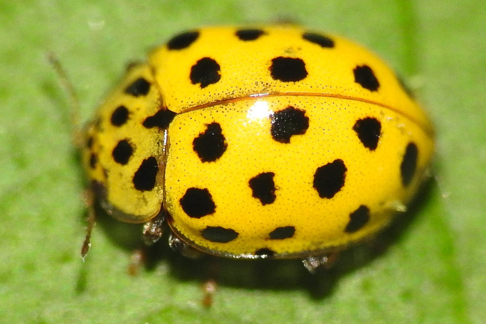 Psyllobora vigintiduopunctata - huszonkétpettyes katica