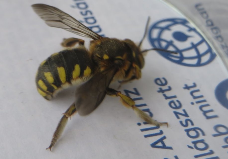 Anthidium