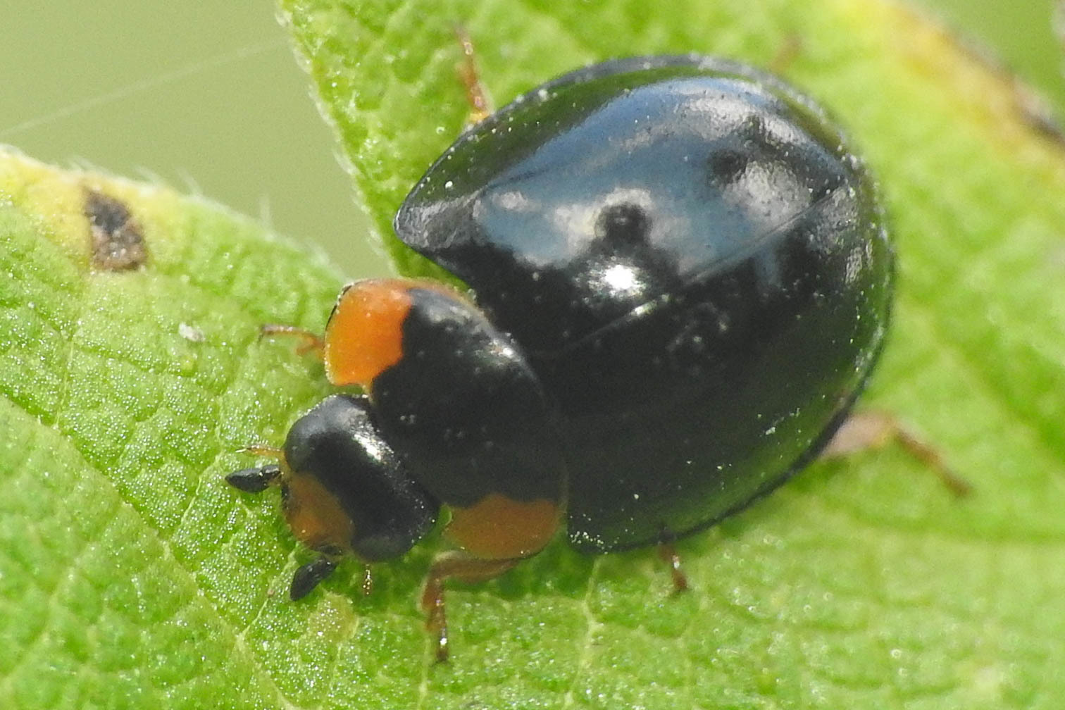 Parexochomus nigromaculatus - egyszínű szerecsenkata