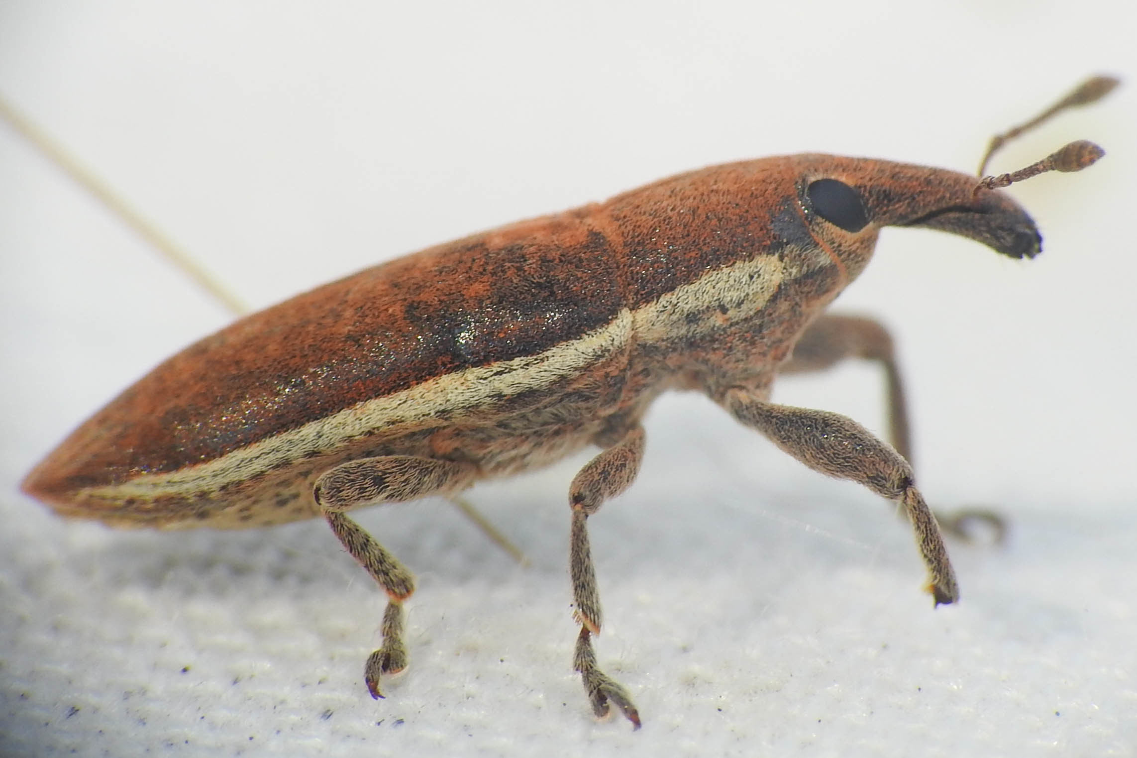 Lixus ochraceus - retek-dudvabarkó