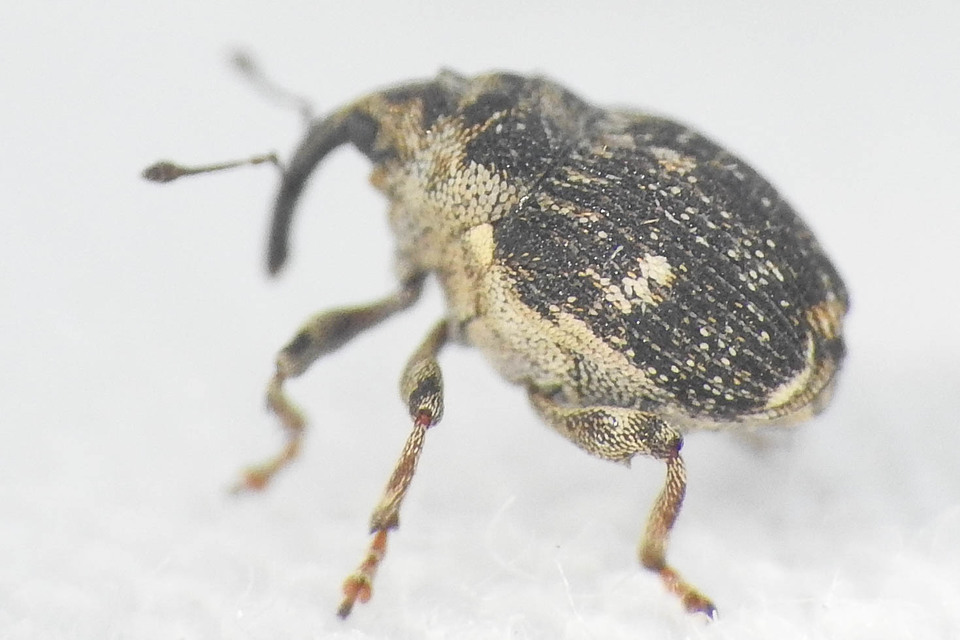 Nedyus quadrimaculatus - közönséges csalánormányos