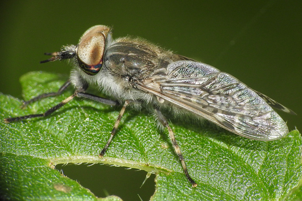 Haematopota pluvialis - esőthozó pőcsik