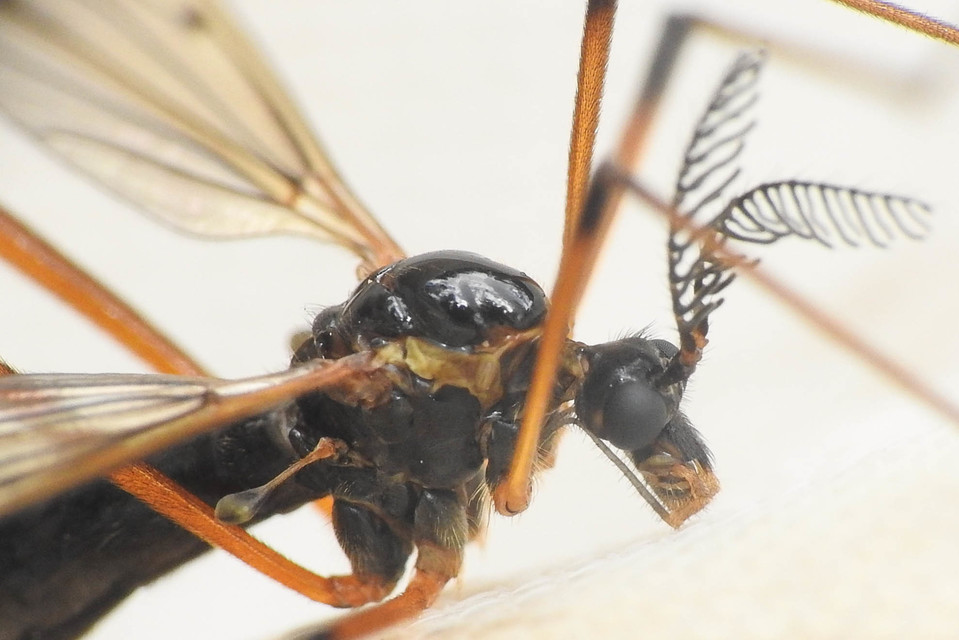Dictenidia bimaculata