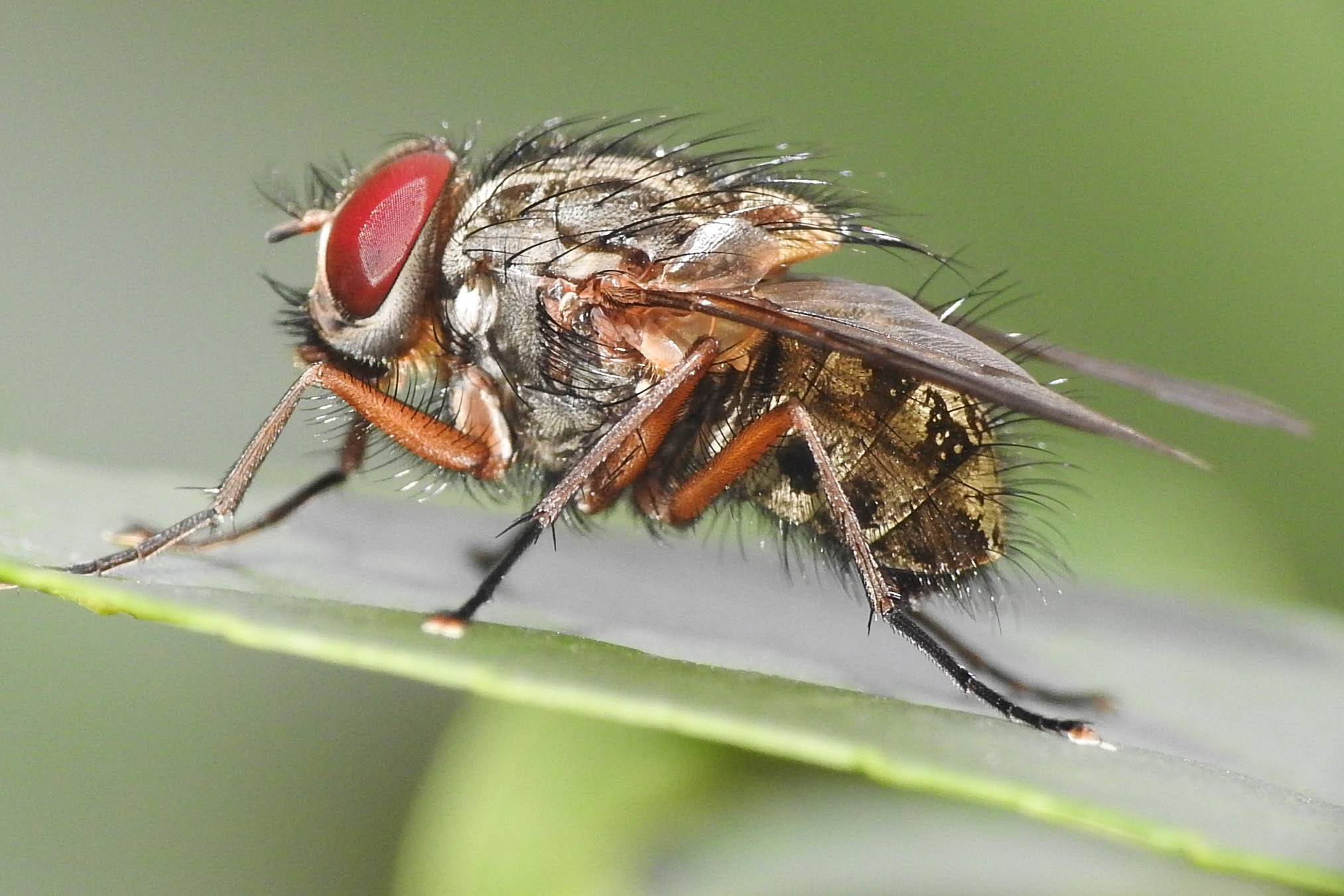 Phaonia valida