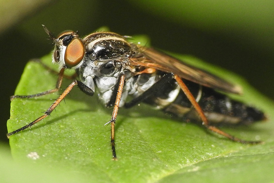Pandivirilia eximia