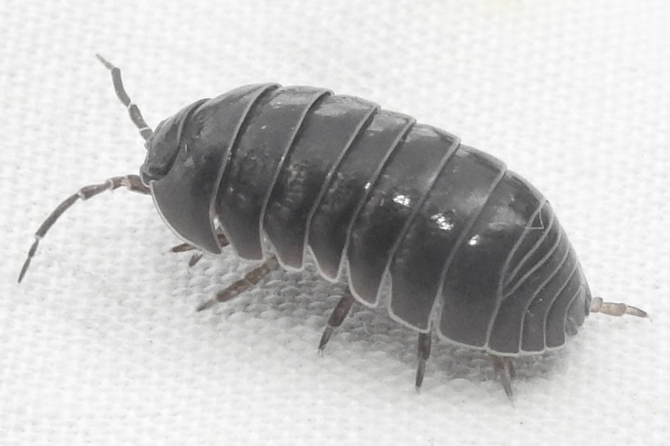 Armadillidium vulgare - szürke gömbászka