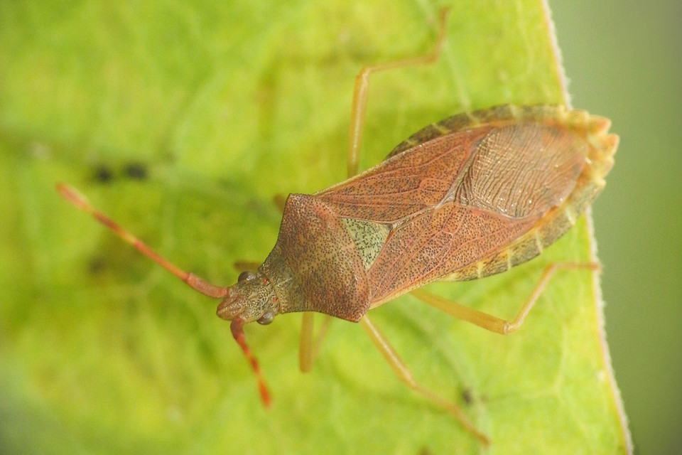 Gonocerus acuteangulatus - aranypetés karimáspoloska