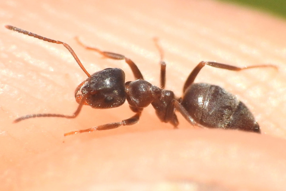 Lasius