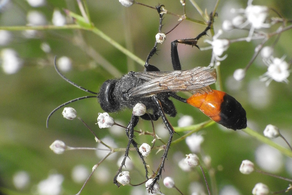 Podalonia