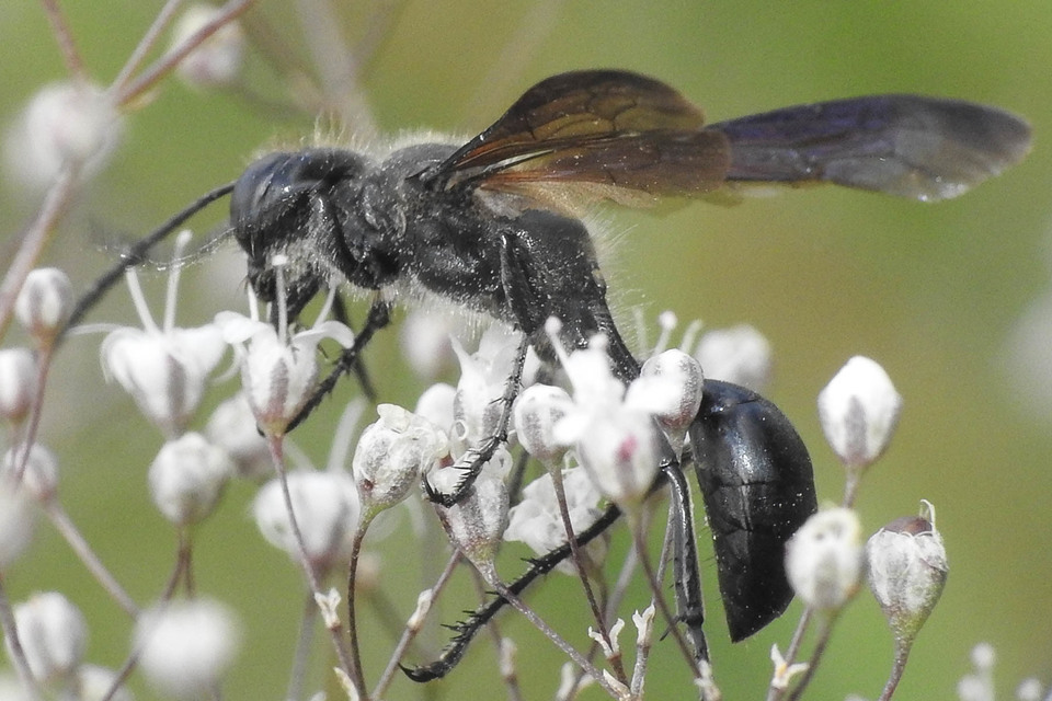 Isodontia mexicana - mexikói fűdarázs