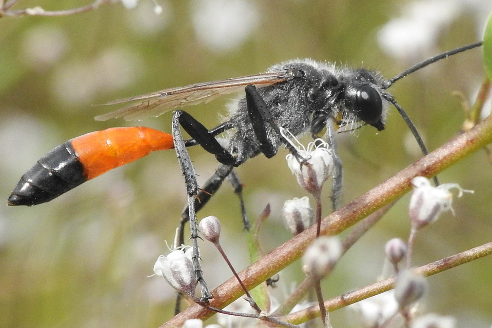 Ammophila