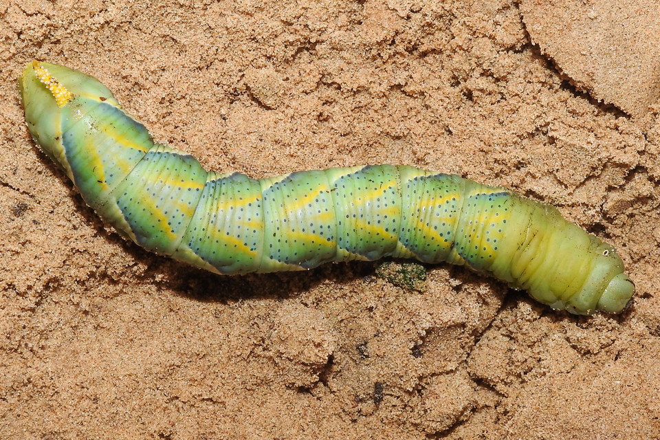 Acherontia atropos - halálfejes lepke