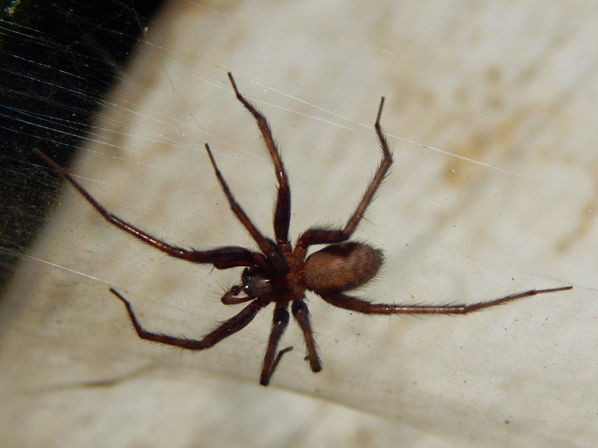 Tegenaria domestica - házi zugpók