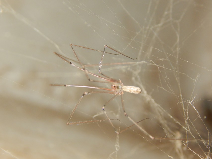 Pholcus phalangioides - nagy álkaszáspók