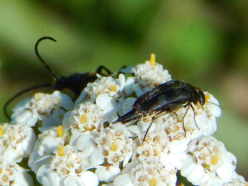 Variimorda villosa - szalagos maróka