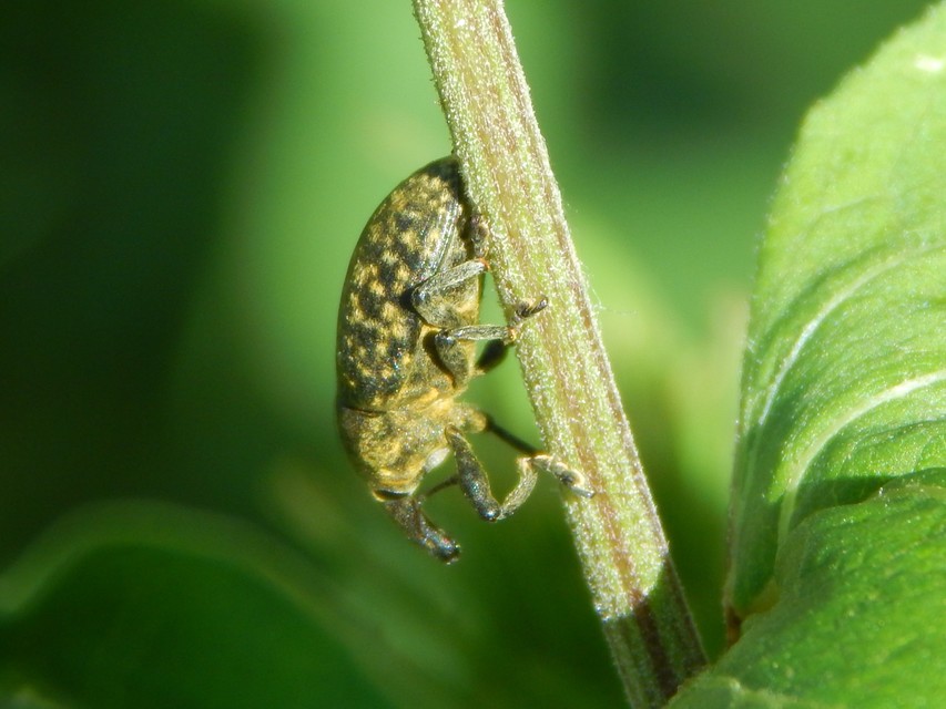 Larinus iaceae - sávosnyakú púderbarkó