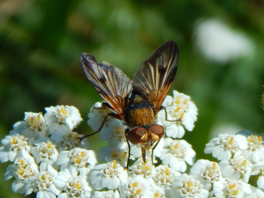 Ectophasia crassipennis - szélespotrohú poloskafürkész