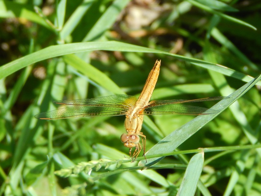 Crocothemis erythraea - skarlát szitakötő