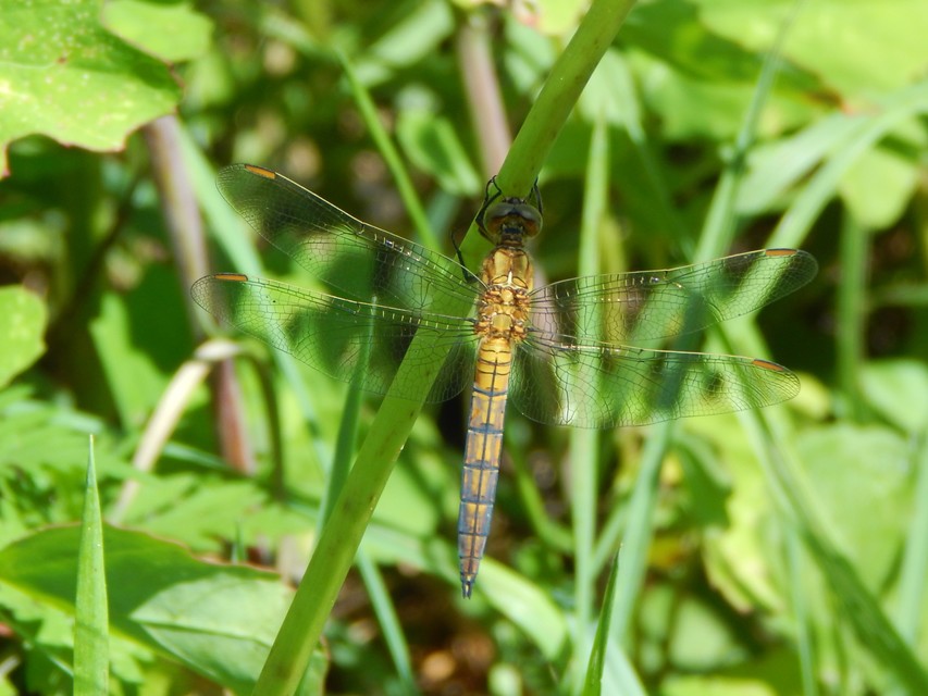 Orthetrum coerulescens - karcsú pásztorszitakötő